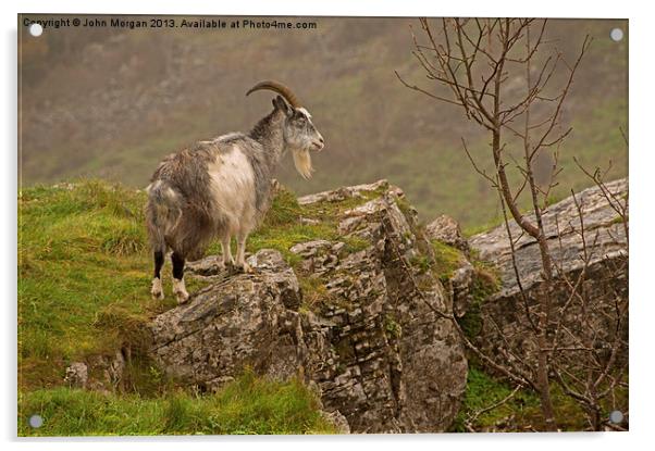 Mountain goat. Acrylic by John Morgan