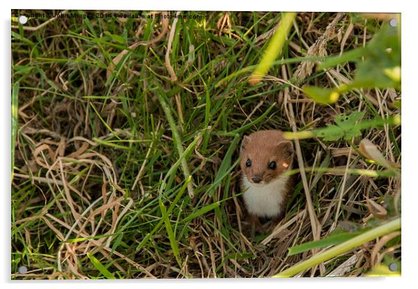 Weasel in the grass. Acrylic by John Morgan