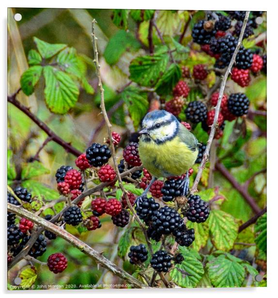 A Blue Tit perched on a Blackberry bush whilst fee Acrylic by John Morgan