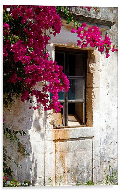 Old Greek House,With Bougainvillea Plant Acrylic by Peter Blunn
