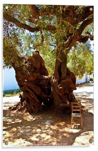 1,800 Year Old Olive Tree Acrylic by Peter Blunn