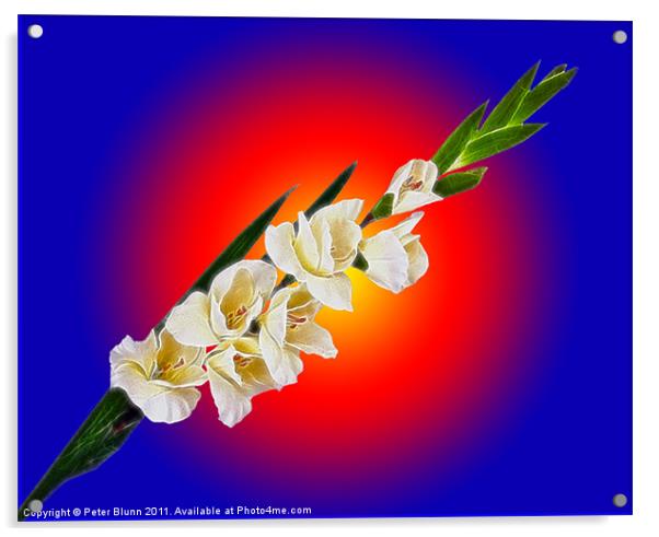 Seven flowered Gladiola on Red & Blue B/G Acrylic by Peter Blunn
