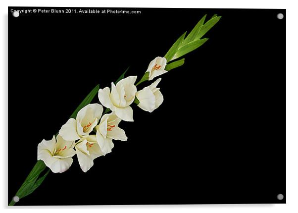 White 7 Flowered Gladioli on Black B/G Acrylic by Peter Blunn