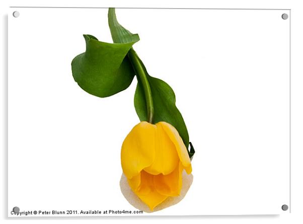 Yellow Tulip On A White B/G Acrylic by Peter Blunn