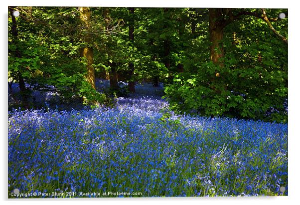 Bluebells Galore in the Woods Acrylic by Peter Blunn