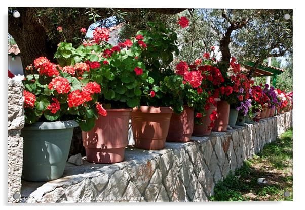 26 Flower Pots on a Greek Wall Acrylic by Peter Blunn