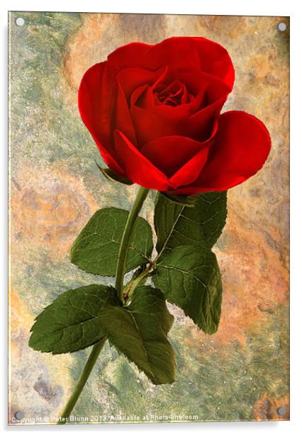Red Rose on Texture Acrylic by Peter Blunn