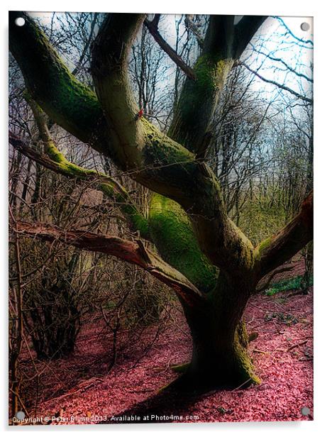 Dying Tree Acrylic by Peter Blunn