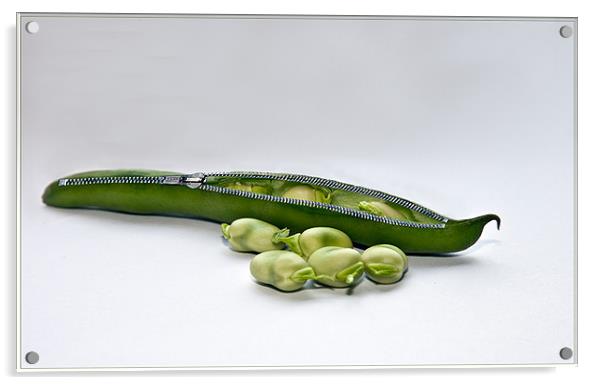 Un-Zip a Broad Bean Acrylic by Peter Blunn
