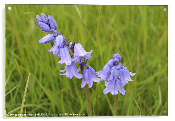 Bluebells in Warwickshire Acrylic by Nicholas Ball