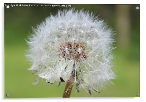 Dandelion Clock Acrylic by Nicholas Ball