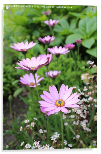 African Daisies - Arctotis spps. Acrylic by Nicholas Ball