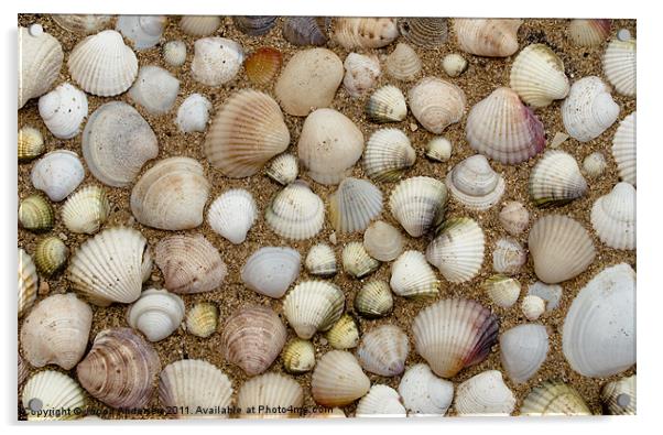 Sea Shells Acrylic by Jacob Andersen