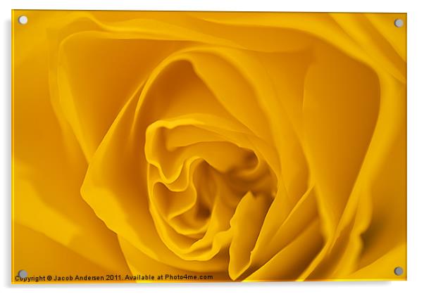 Yellow Rose Acrylic by Jacob Andersen
