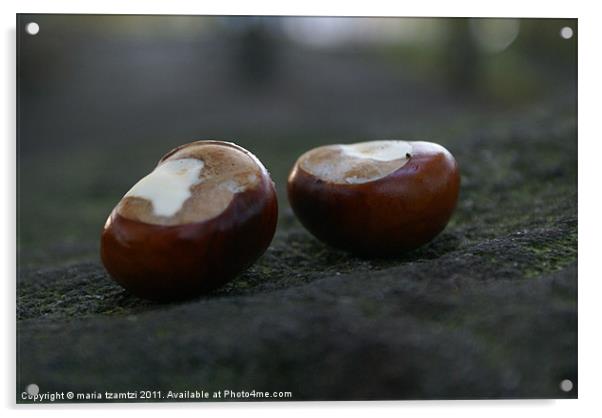 Two conkers sitting on a rock... Acrylic by Maria Tzamtzi Photography