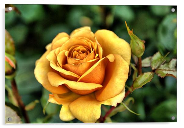 Single Orange rose looking... Acrylic by Maria Tzamtzi Photography