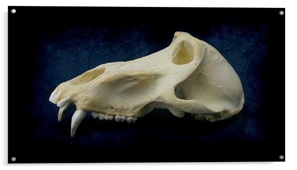 Baboon Skull 3 Acrylic by Maria Tzamtzi Photography