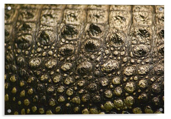 Crocodylus Moreletii Skin Acrylic by Maria Tzamtzi Photography