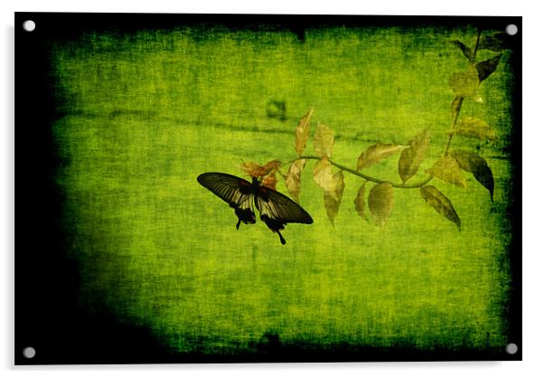 Green Acrylic by Maria Tzamtzi Photography
