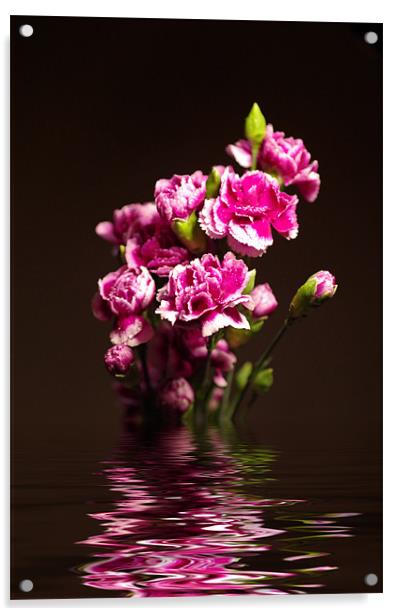 Carnations Acrylic by Maria Tzamtzi Photography