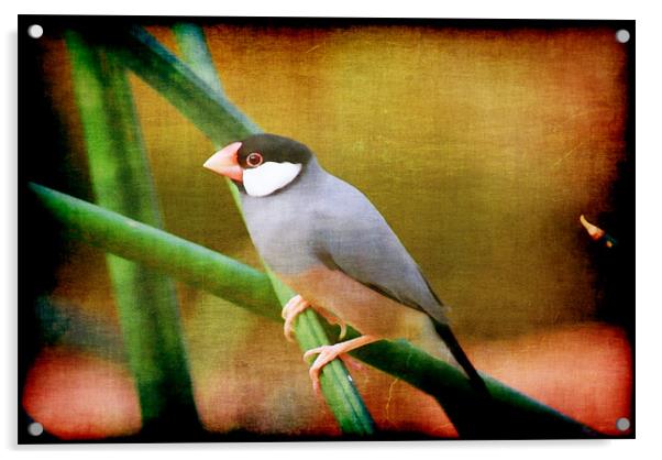 Java Sparrow Acrylic by Maria Tzamtzi Photography