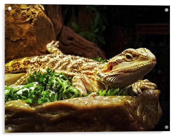 Pogona Acrylic by Maria Tzamtzi Photography