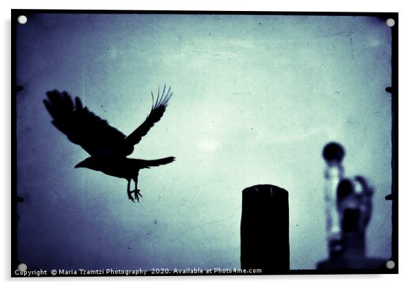 Midnight Flight of the Magpie Acrylic by Maria Tzamtzi Photography