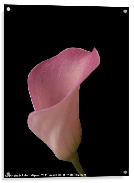 Calla lily is my name Acrylic by Robert Gipson