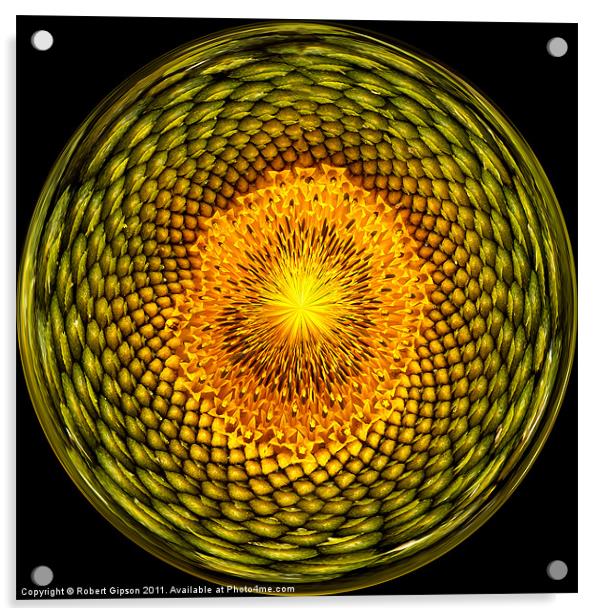 Sunflower sunburst Acrylic by Robert Gipson