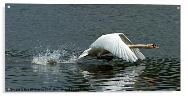Swan takeoff over water Acrylic by Robert Gipson