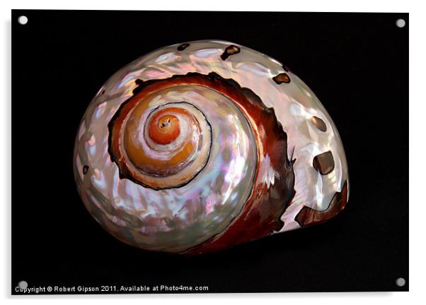 Sea shell on black Acrylic by Robert Gipson