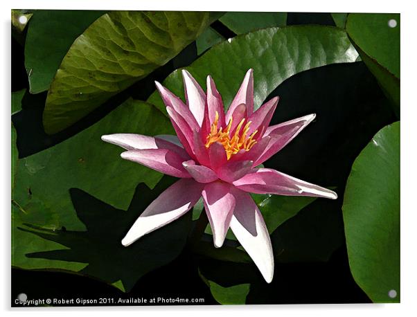 Water lily in water colour Acrylic by Robert Gipson