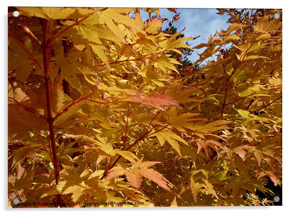 Autumn colours of gold 2 Acrylic by Robert Gipson