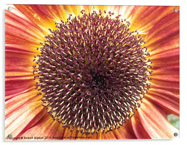Sunflower sunburst Acrylic by Robert Gipson