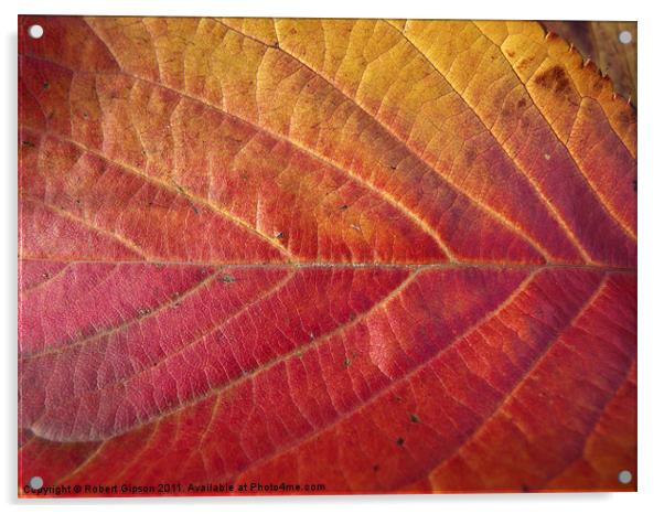 Red leaf of autumn Acrylic by Robert Gipson
