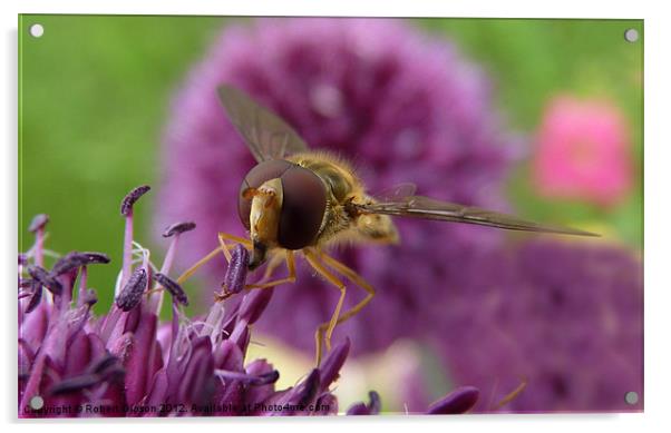 Hoverfly on purple flower Acrylic by Robert Gipson