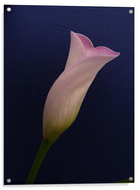 Calla lily on dark blue Acrylic by Robert Gipson
