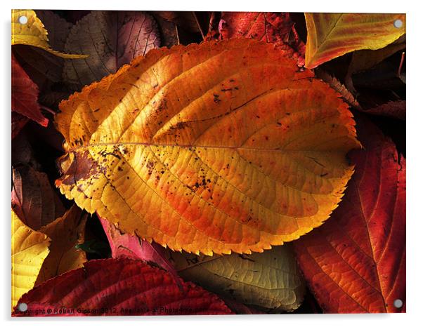 Autumn colours in leaves Acrylic by Robert Gipson