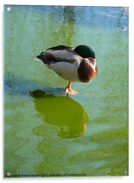 One legged Mallard duck Acrylic by Robert Gipson