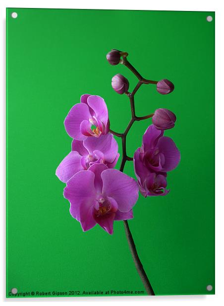 Phalaenopsis Orchid on green Acrylic by Robert Gipson