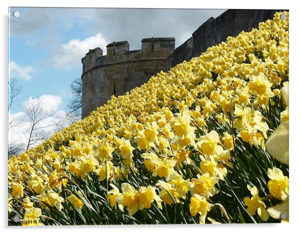 Wall of Daffodills Acrylic by Robert Gipson