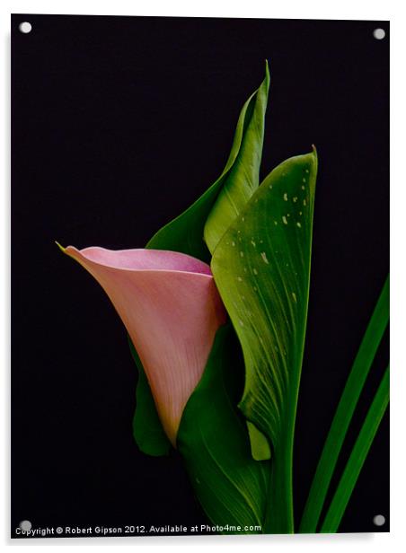 Calla Lily Acrylic by Robert Gipson