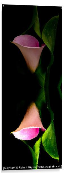 Calla lily tall print Acrylic by Robert Gipson