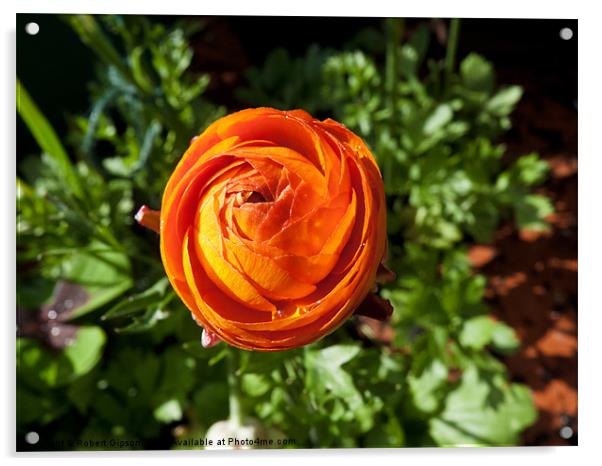 Orange flower Acrylic by Robert Gipson