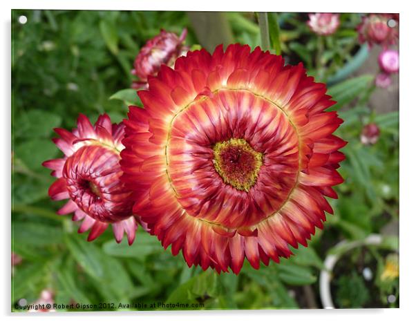 Everlasting flower (Helichrysum) Acrylic by Robert Gipson