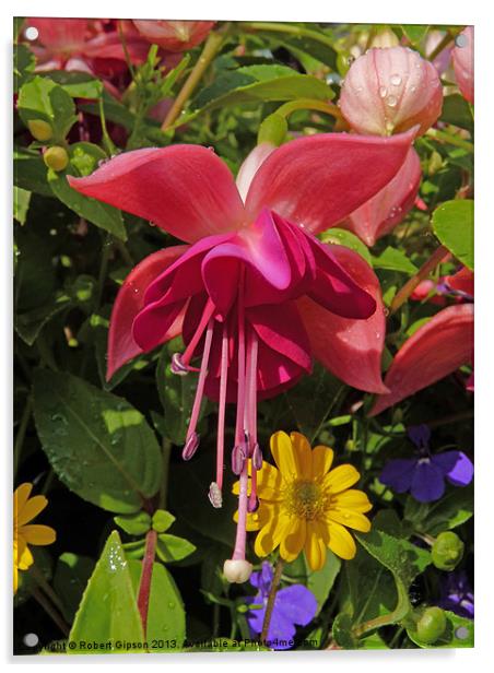 Hanging  Fuchsia Acrylic by Robert Gipson