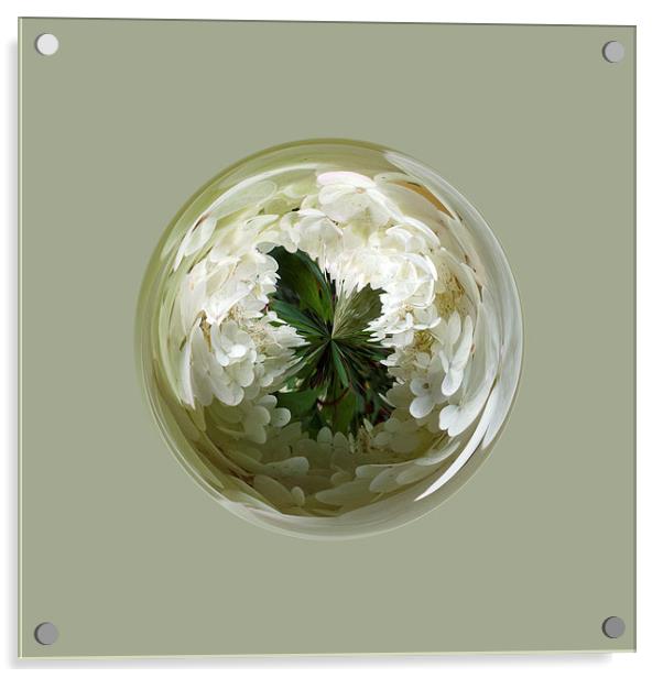 White flower blossom in globe Acrylic by Robert Gipson