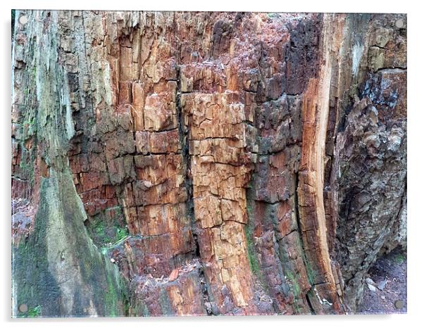 Dead tree bark textures Acrylic by Robert Gipson