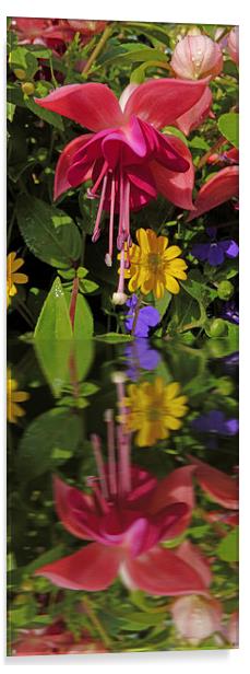 Fuchsia  flower in reflection Acrylic by Robert Gipson