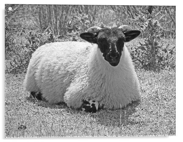 North York Moors sheep Acrylic by Robert Gipson